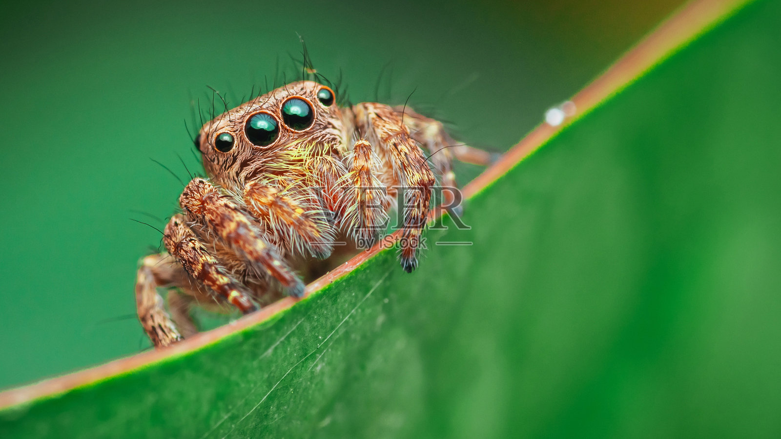 跳蜘蛛在绿叶上。照片摄影图片