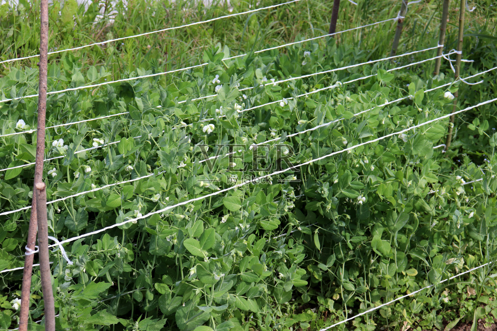 盛开的绿豌豆丛和年轻的豆荚照片摄影图片