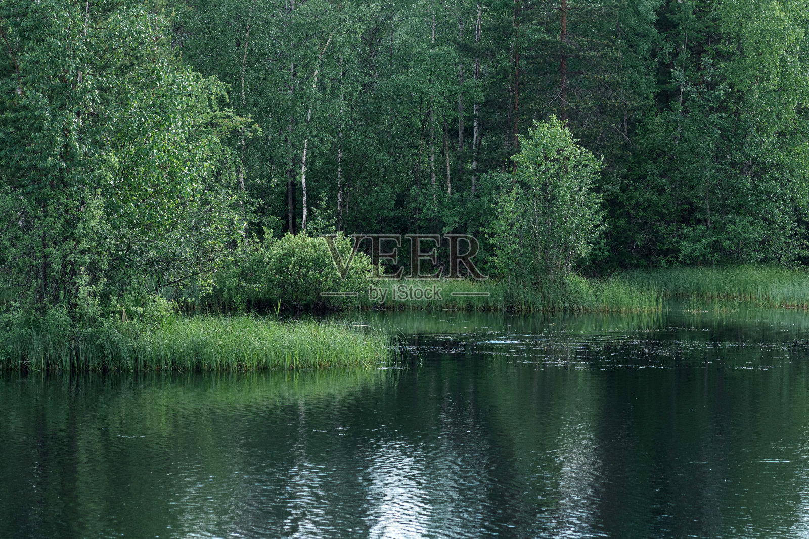 美丽的夏天平静的湖在绿色的森林照片摄影图片