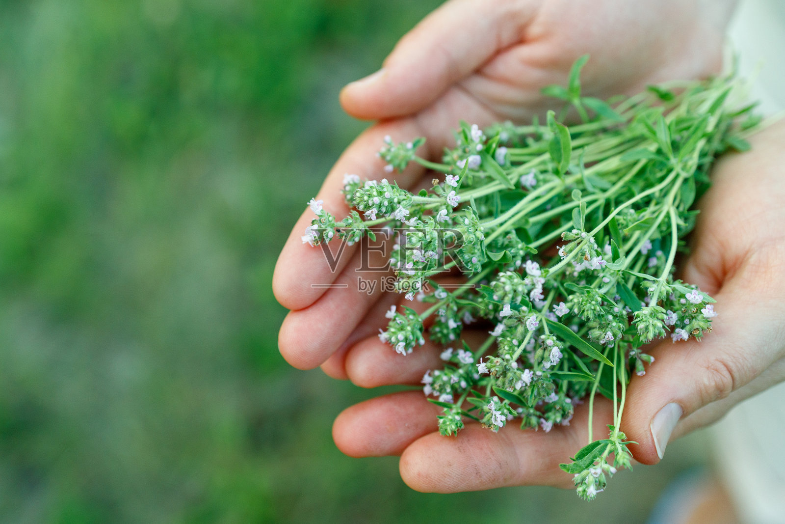 一个女人手里的百里香茶的草药照片摄影图片