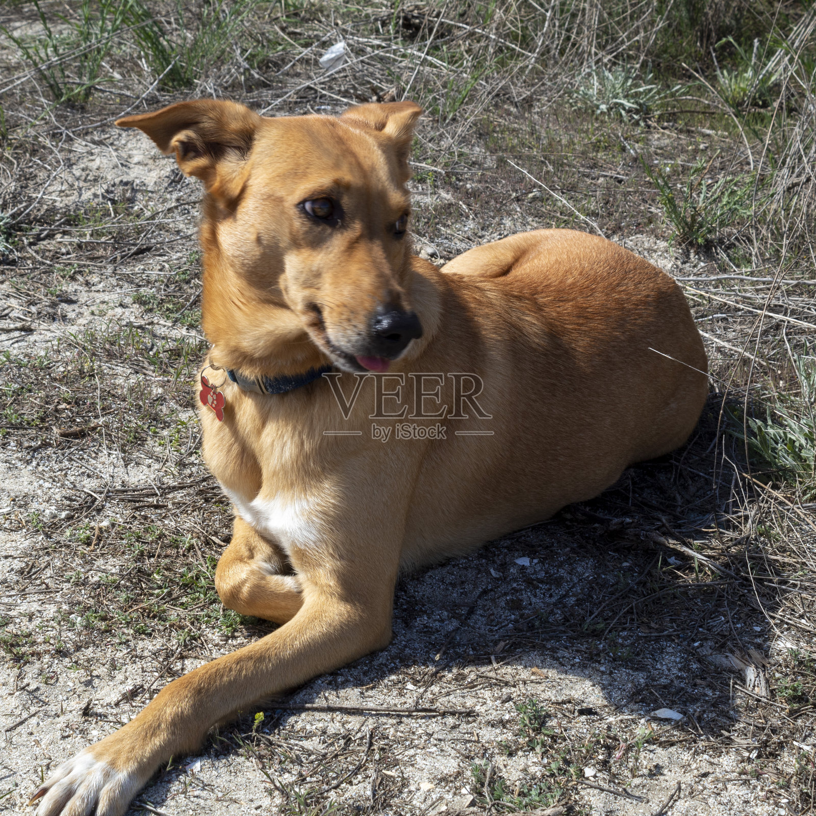 猫,狗,动物,宠物照片摄影图片