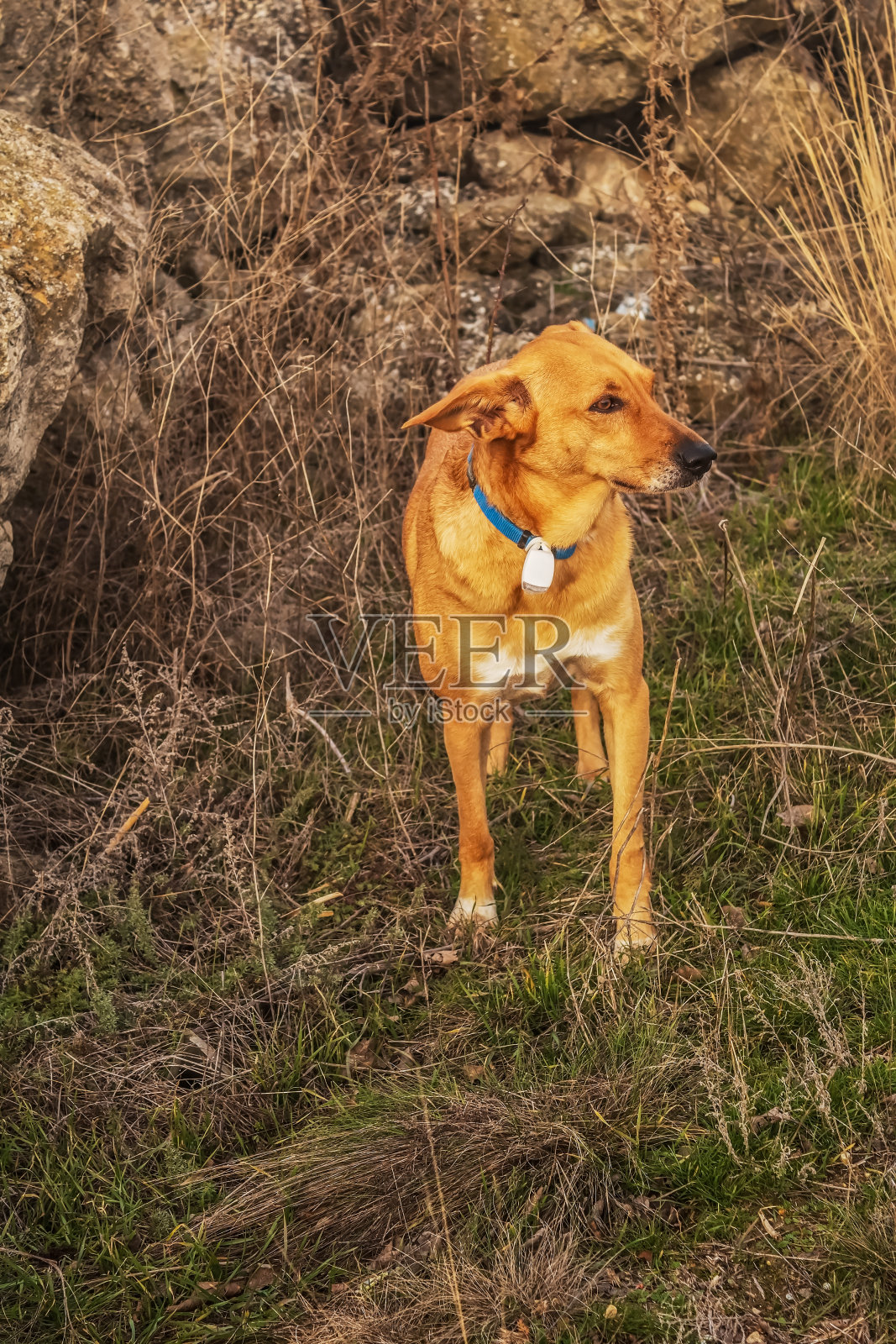 猫,狗,动物,宠物照片摄影图片