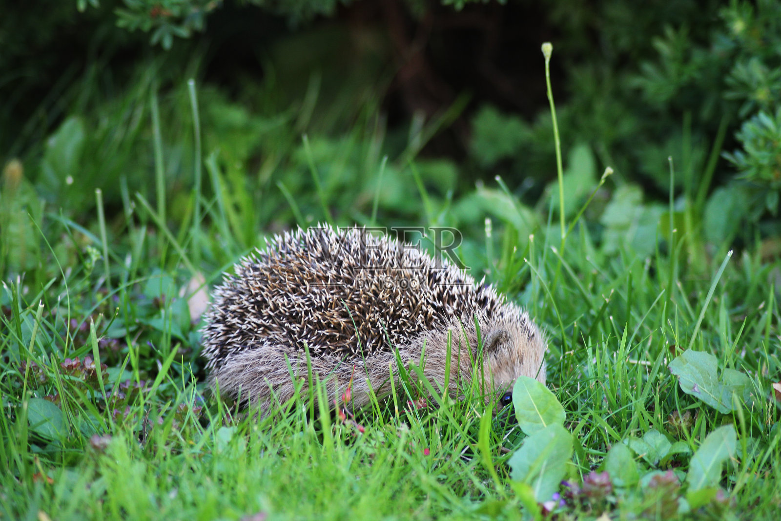 毛茸茸的小刺猬的尖刺照片摄影图片