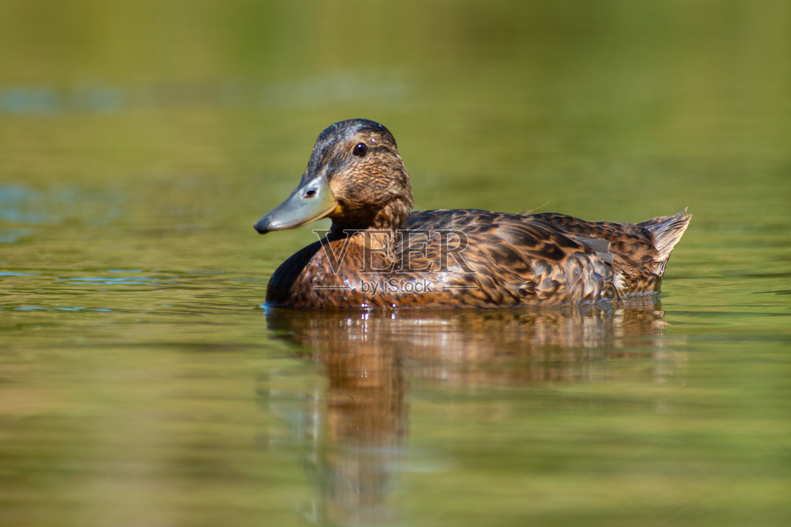 野鸭在水面上照片摄影图片