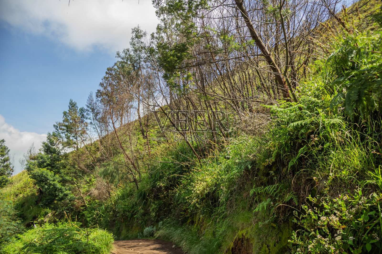 火山山顶的山坡上长满了柏树照片摄影图片