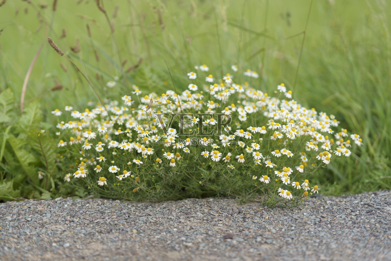 乡村路边长满了浓密的绿色洋甘菊照片摄影图片
