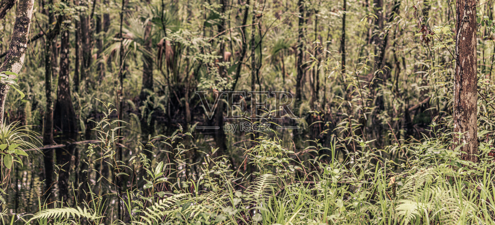 在美国大沼泽地国家公园的森林里,一条野生而安静的河流照片摄影图片