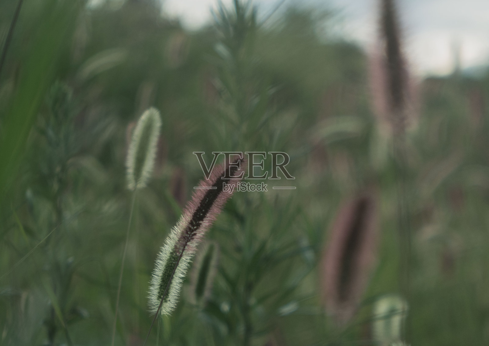 背光照片摄影图片