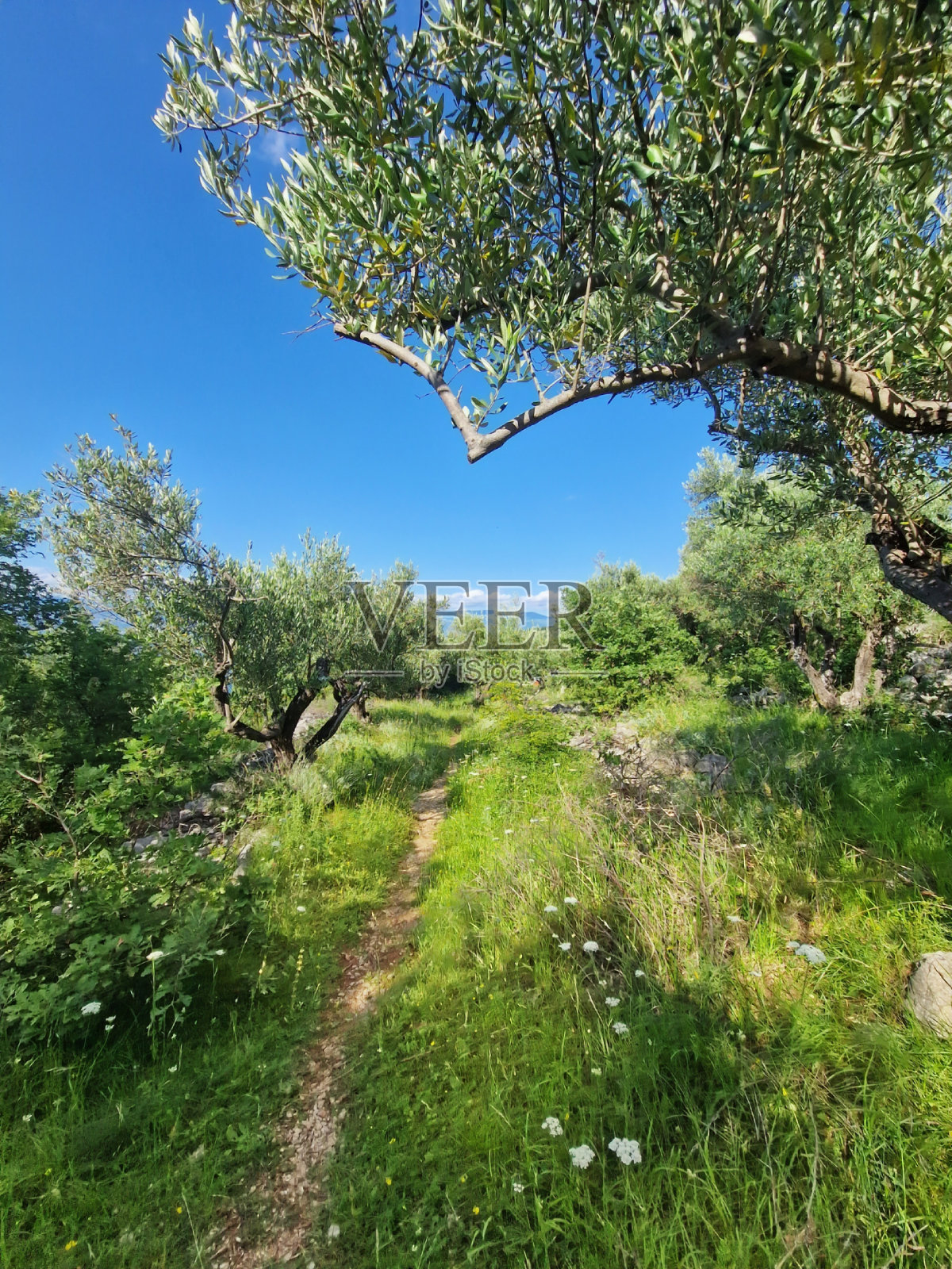 橄榄园草地照片摄影图片