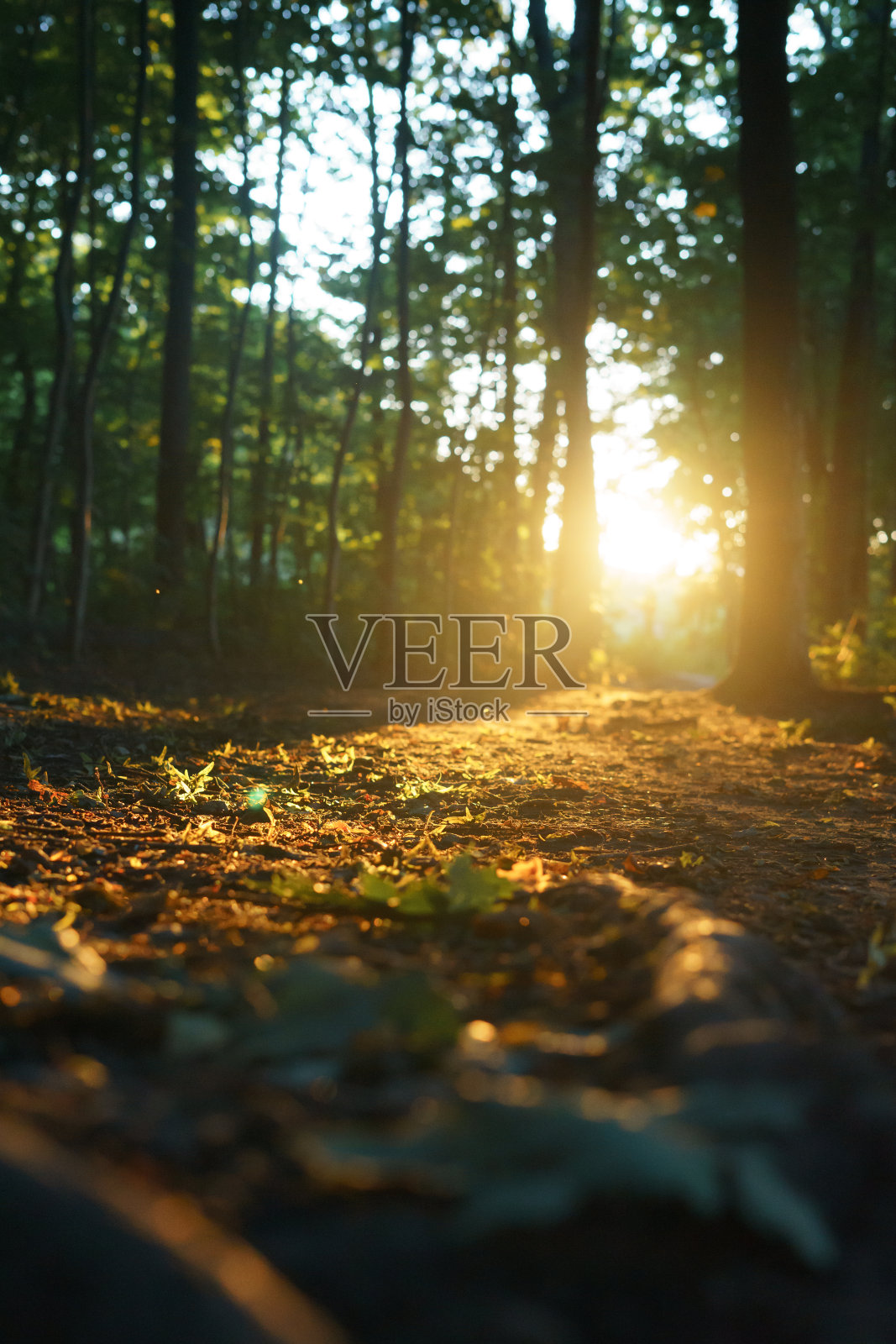 华沙夕阳下的树林照片摄影图片