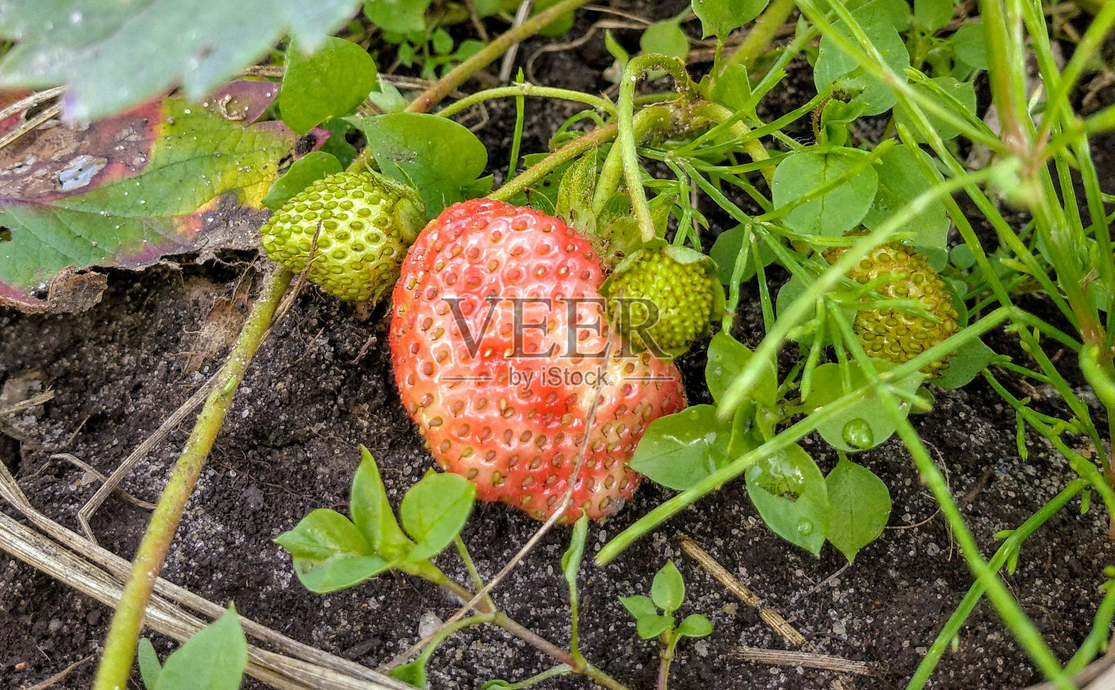 在夏日阳光下生长的鲜红草莓的特写照片照片摄影图片