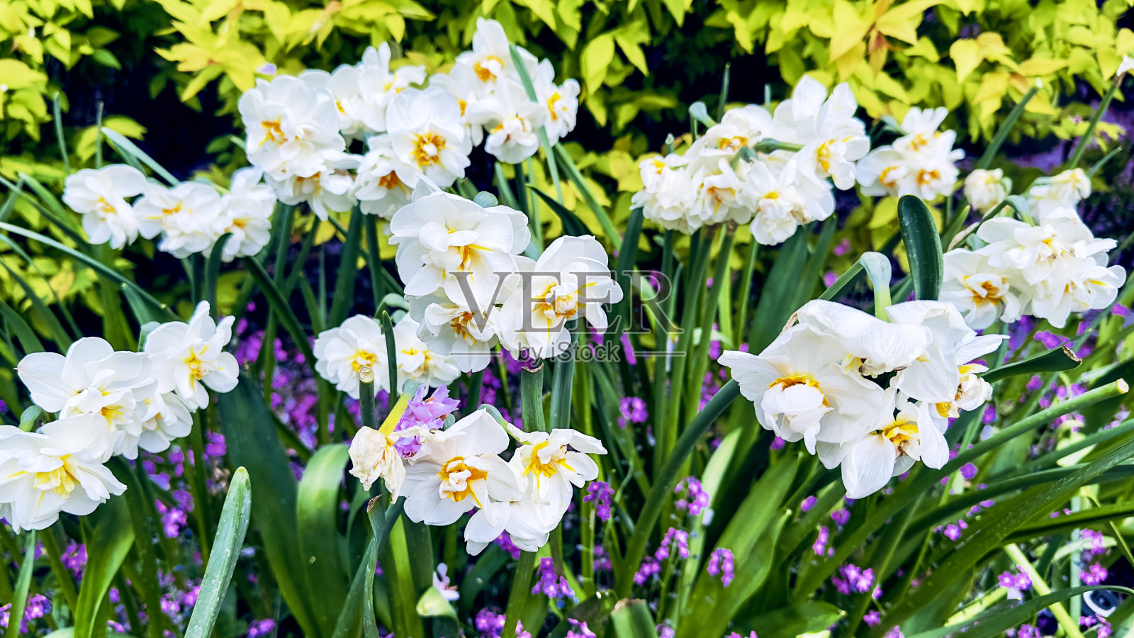 加拿大的美丽花朵照片摄影图片