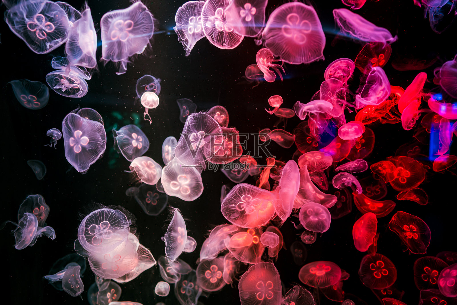 在黑暗的海底世界的小流苏水母的深海动物照片摄影图片