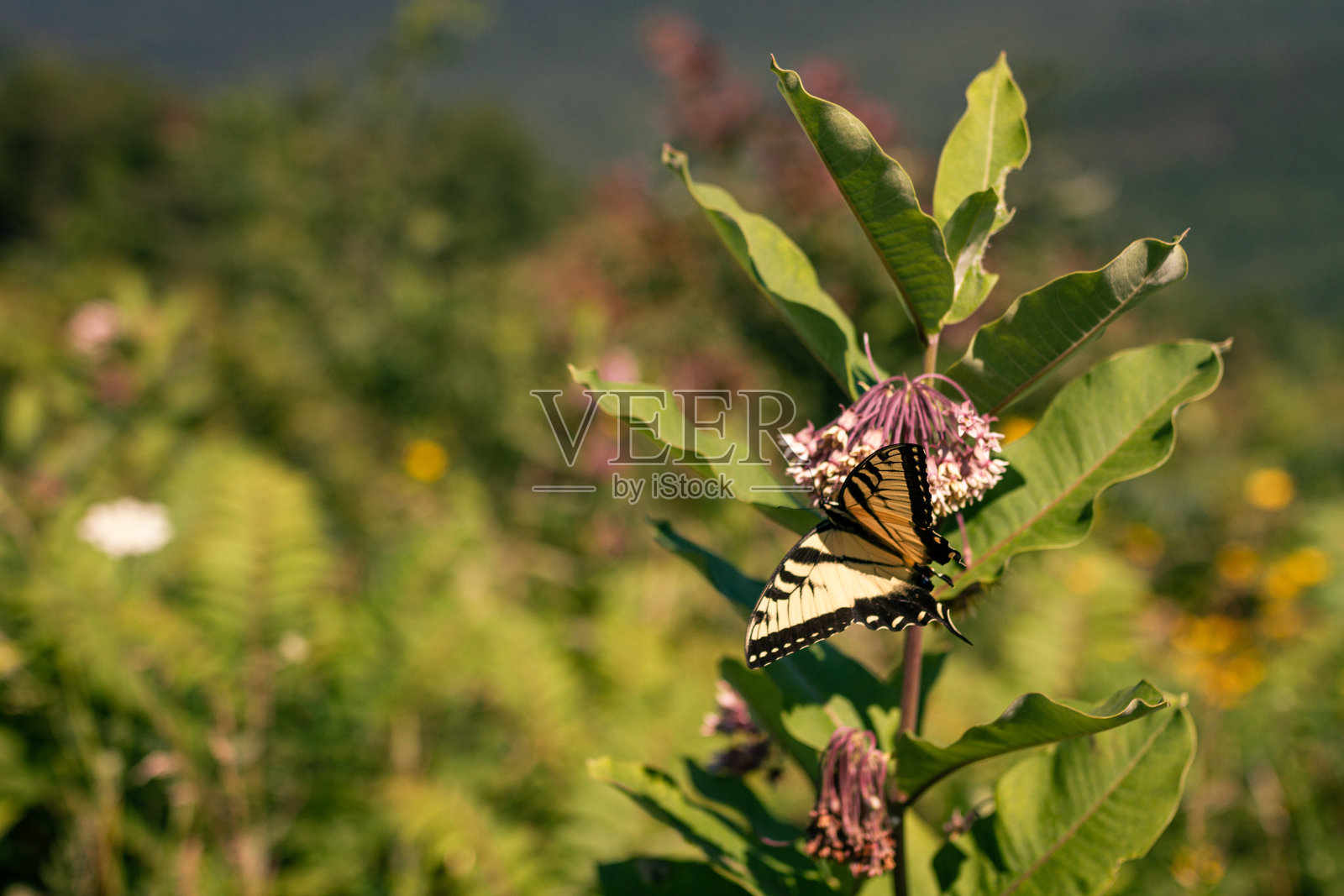 在阳光明媚的夏日,蝴蝶在草地上收集花粉照片摄影图片