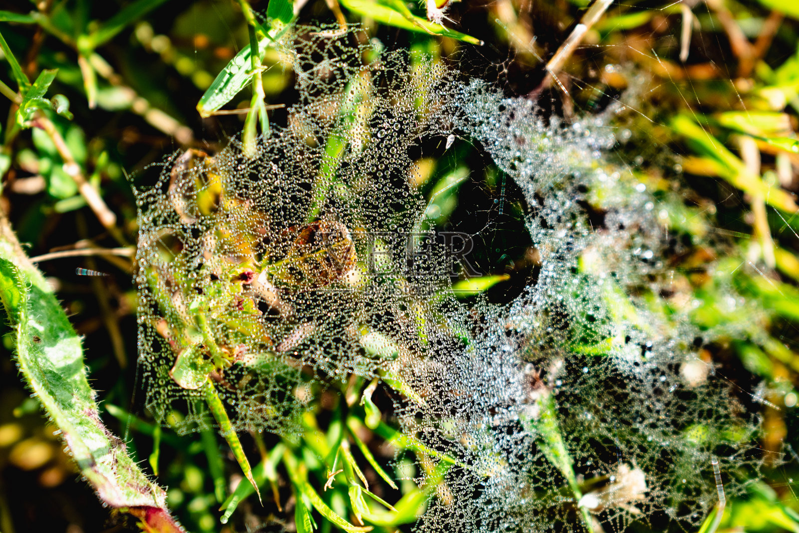 蜘蛛网上有清晨的露珠,昆虫照片摄影图片
