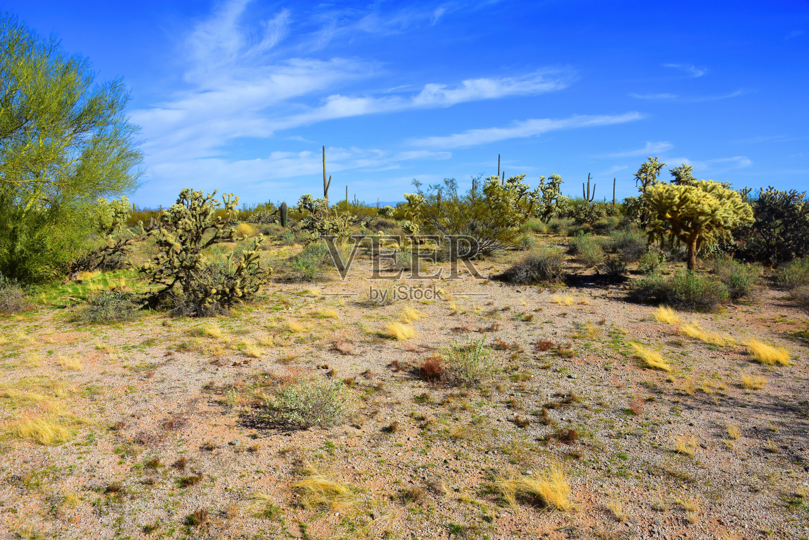 亚利桑那州中部索诺拉沙漠照片摄影图片
