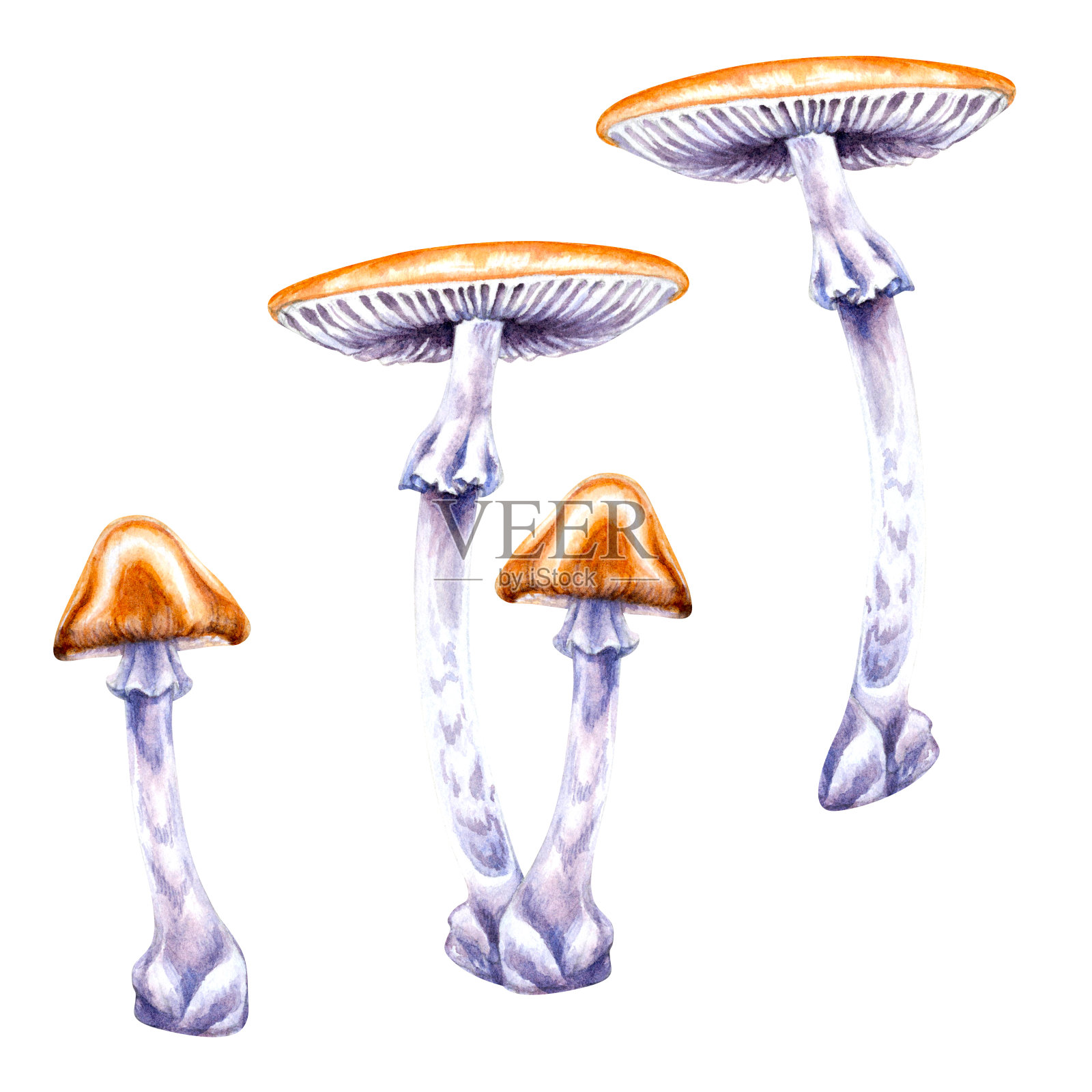 有毒的森林蘑菇白色,黑色,蓝色毒菌分离在白色的背景。水彩插图模板,秋天的节日,收获,魔术,女巫,毒药,药茶,纺织品插画图片素材