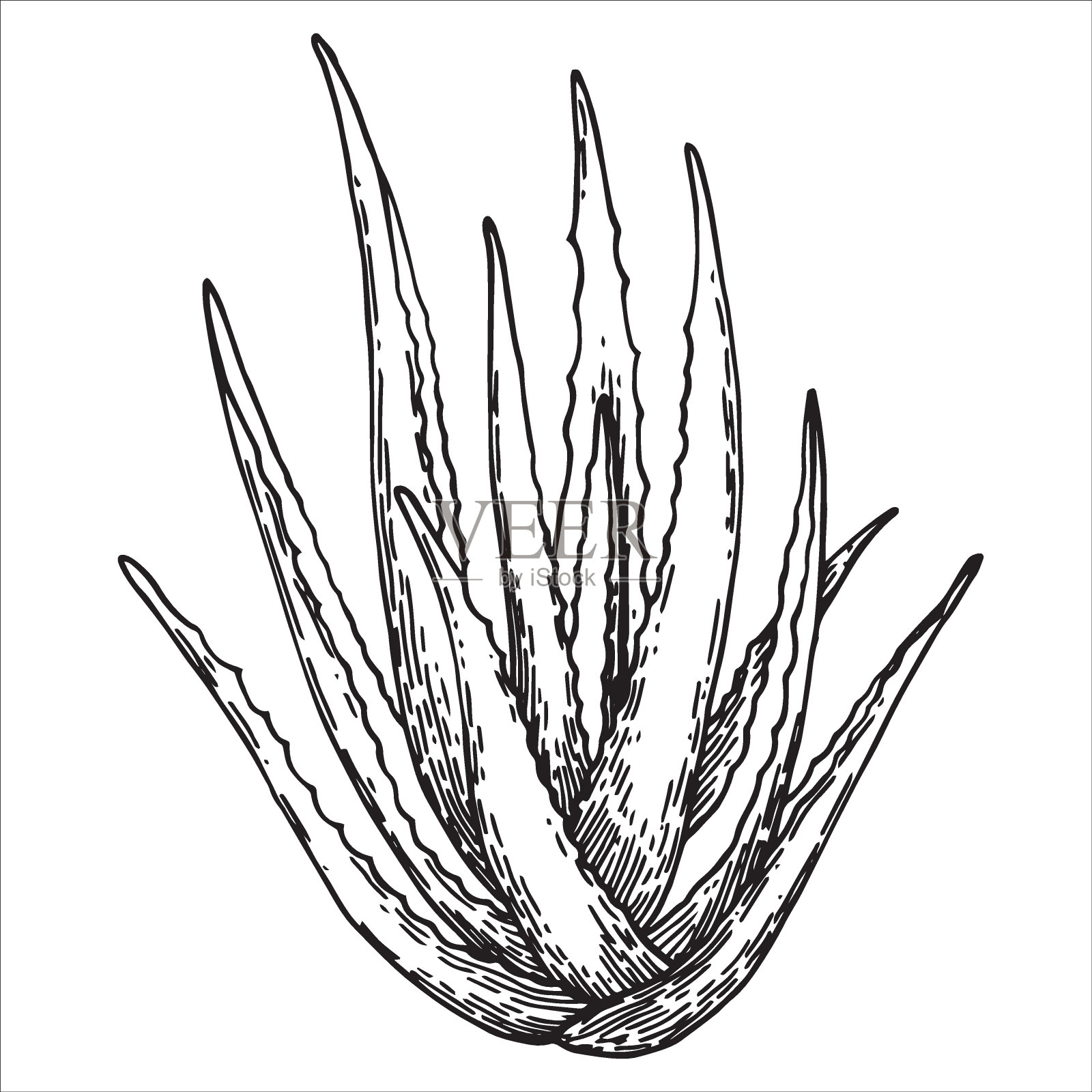 芦荟,矢量素描风格。天然的化妆品插画图片素材