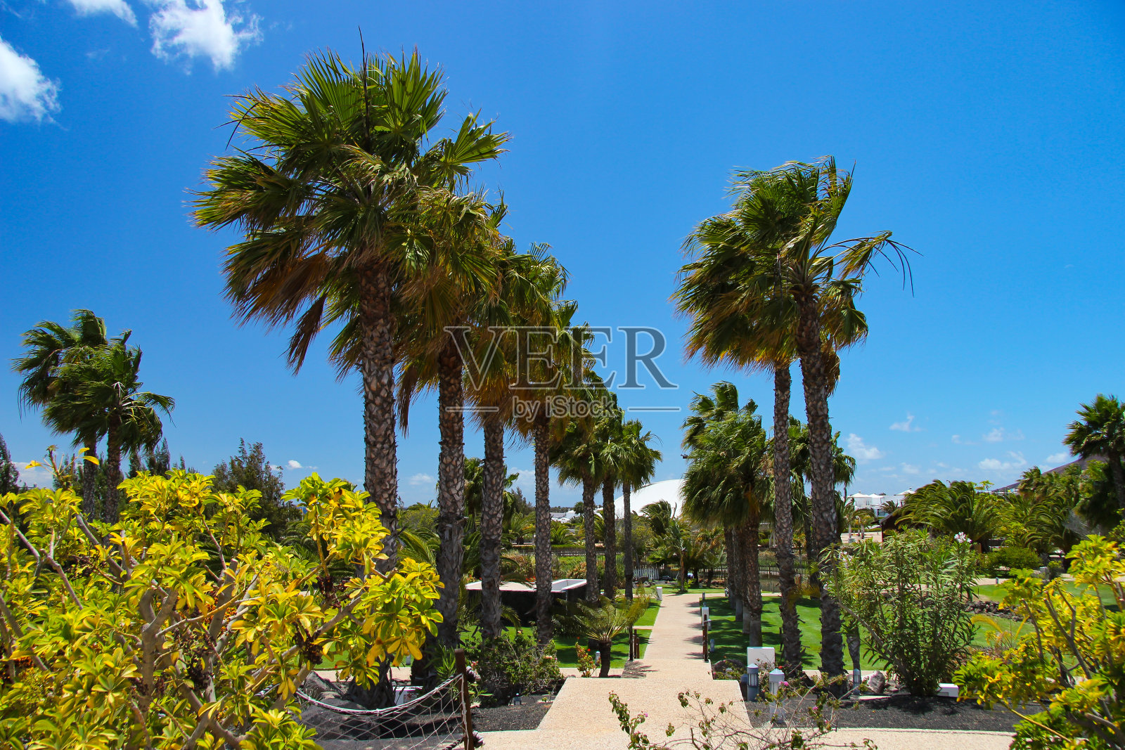 兰萨罗特岛美丽的棕榈树花园照片摄影图片