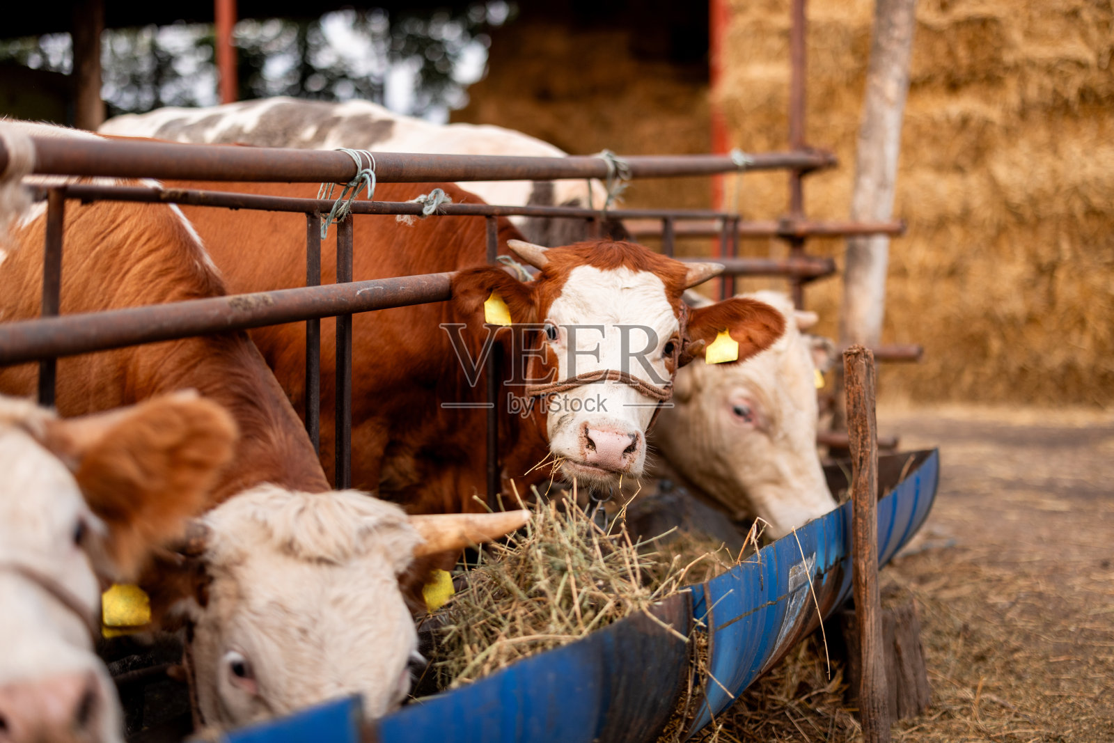 奶牛在养牛场看着镜头照片摄影图片