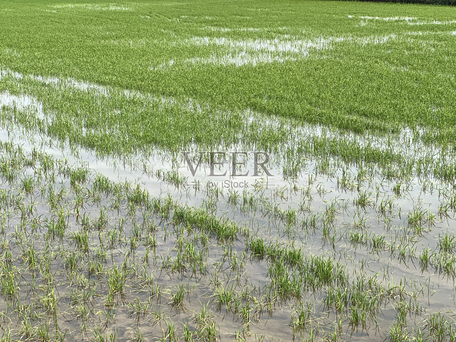 泰国乡下的稻田照片摄影图片