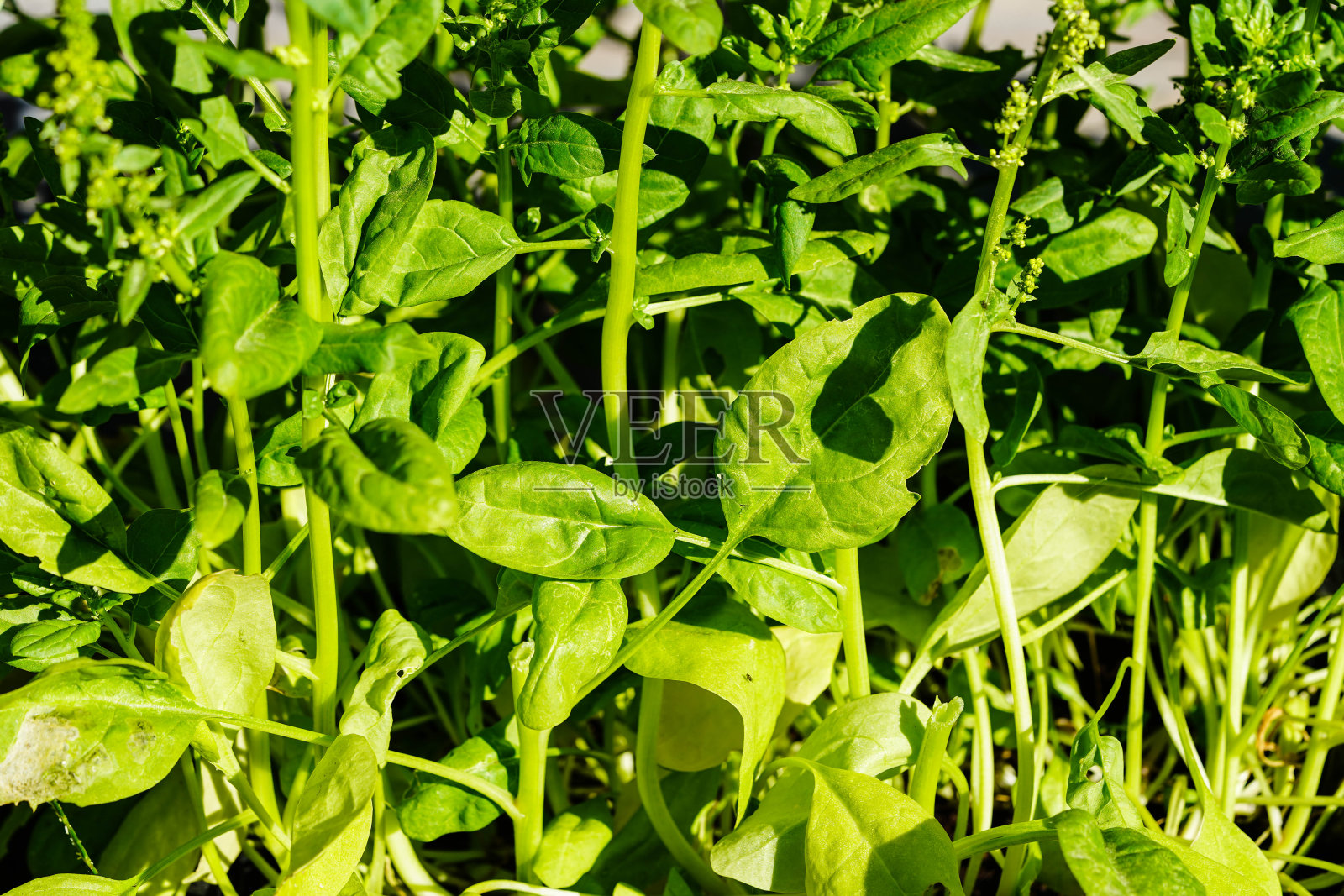 绿色蔬菜照片摄影图片