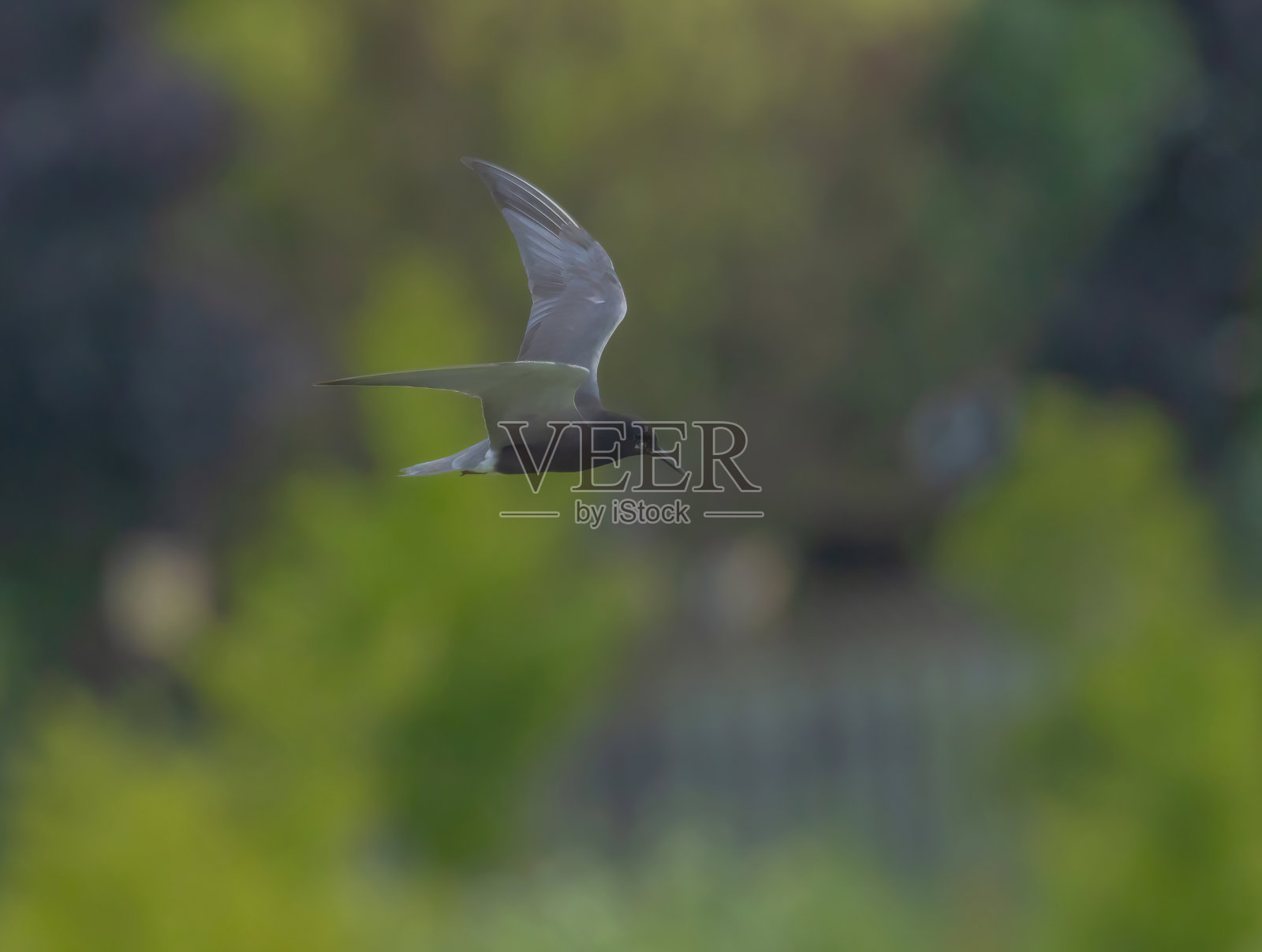 飞行中的黑燕鸥照片摄影图片