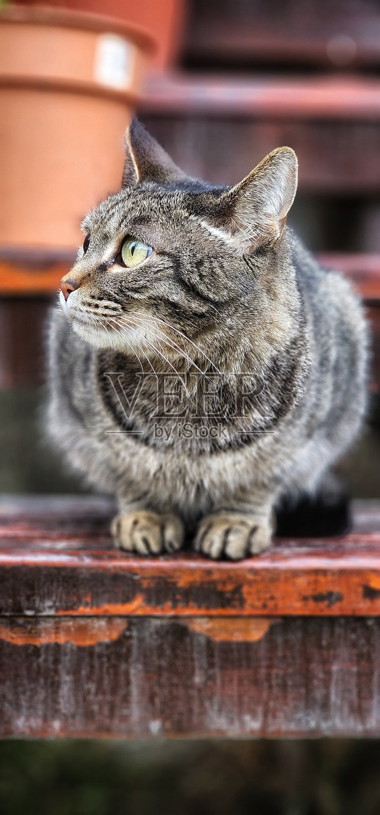 家养动物照片摄影图片