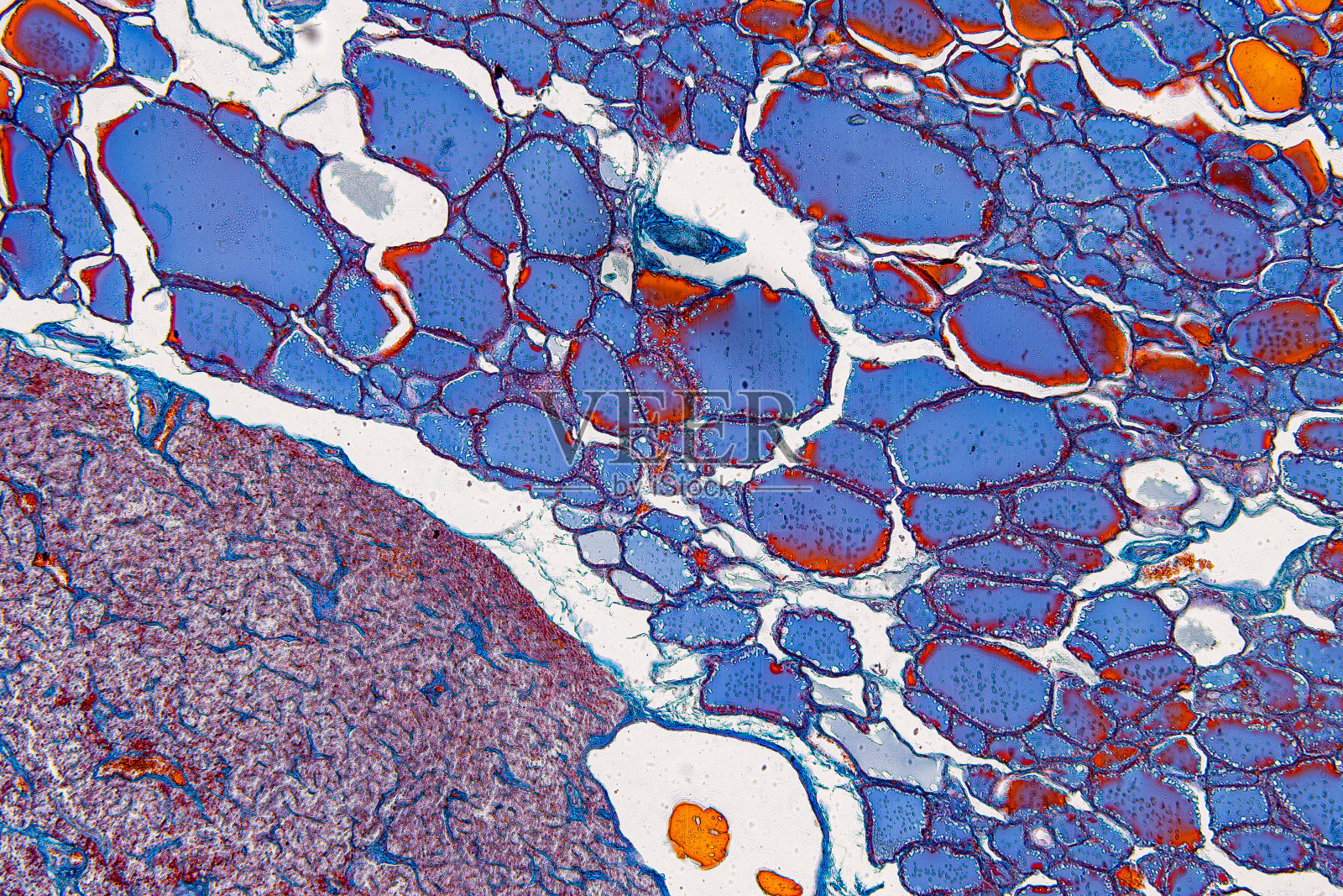 显微镜下小鼠、兔、猫、牛的病理组织。照片摄影图片