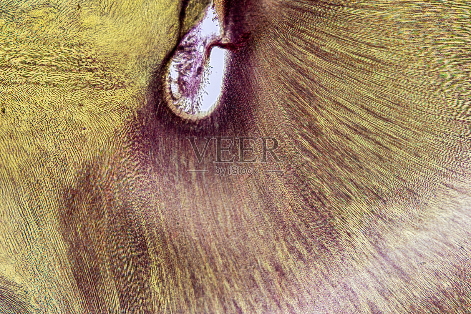 显微镜下小鼠、兔、猫、牛的病理组织。照片摄影图片