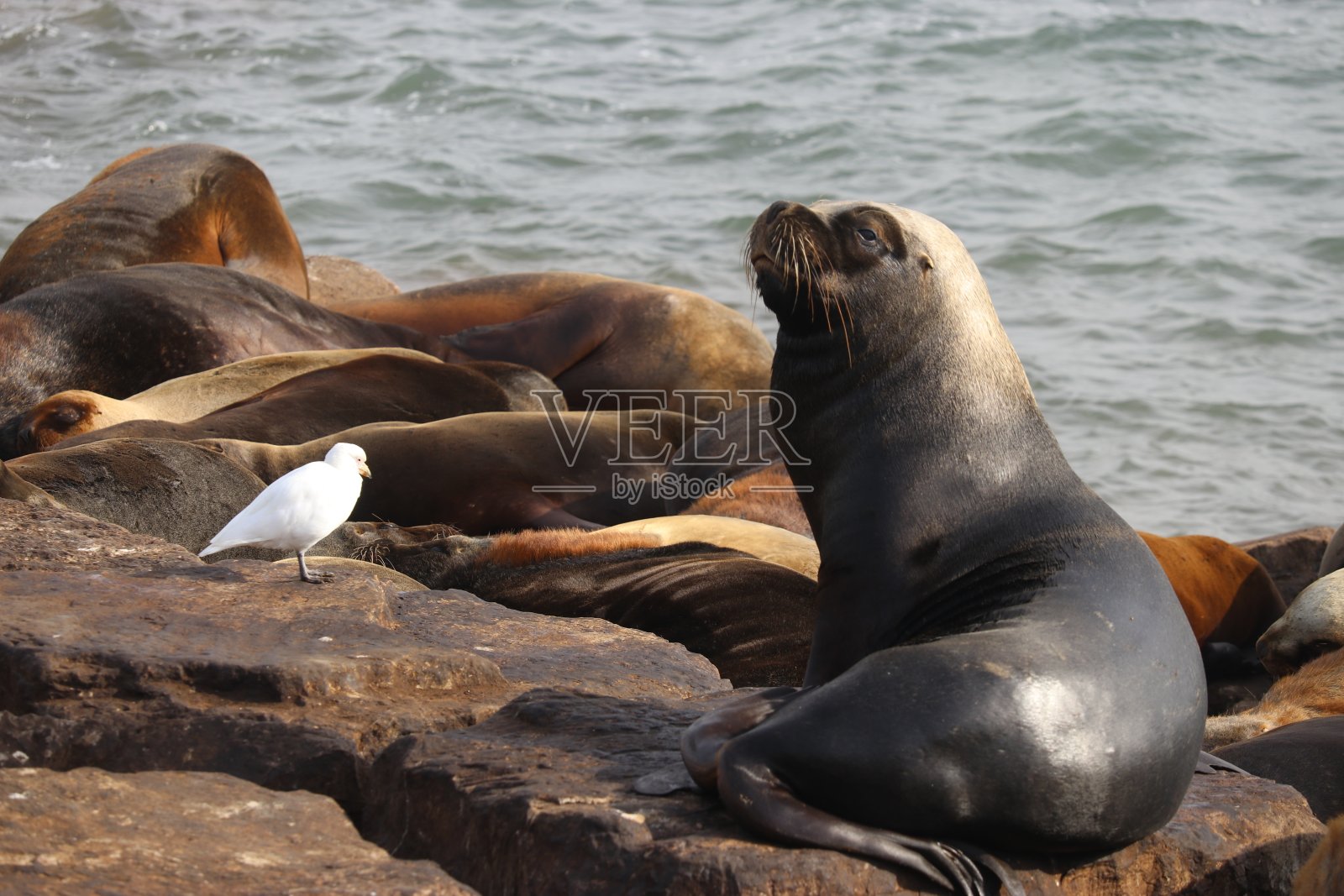 海狼和海鸥照片摄影图片
