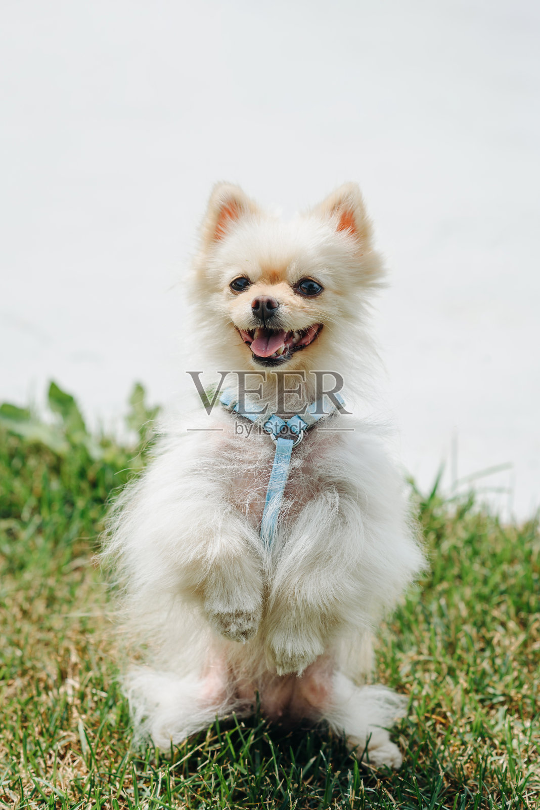 白狗在公园散步照片摄影图片