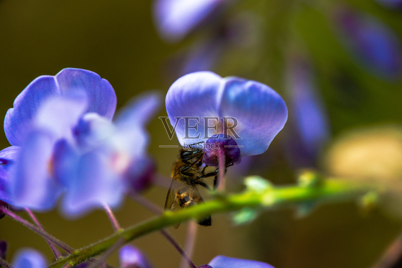大自然的传粉者:紫藤花中蜜蜂的宏观观照片摄影图片