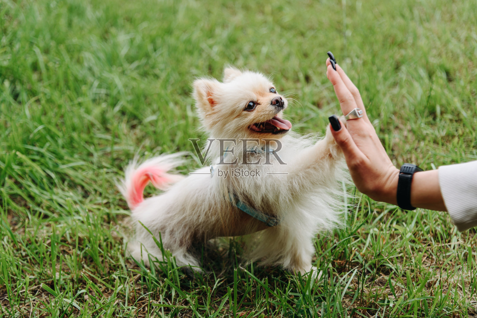 白狗在公园散步照片摄影图片