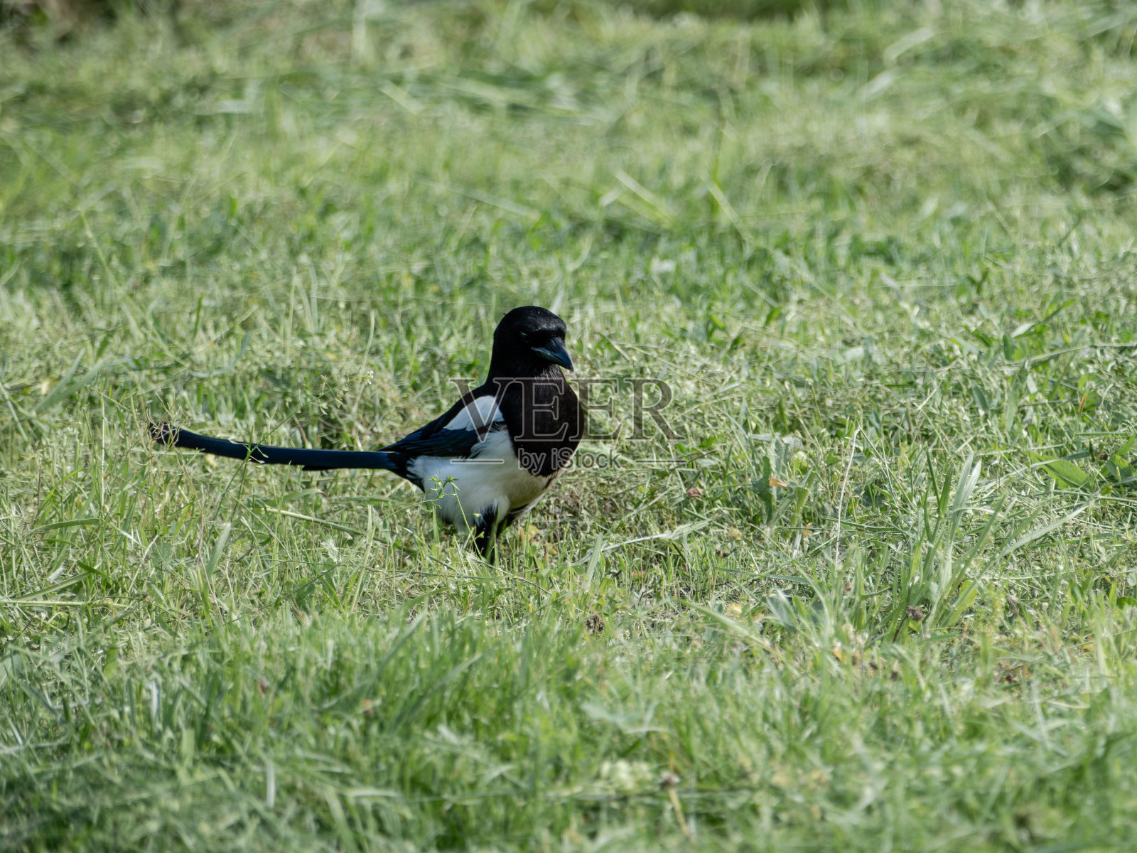 一只骄傲的喜鹊在寻找食物照片摄影图片