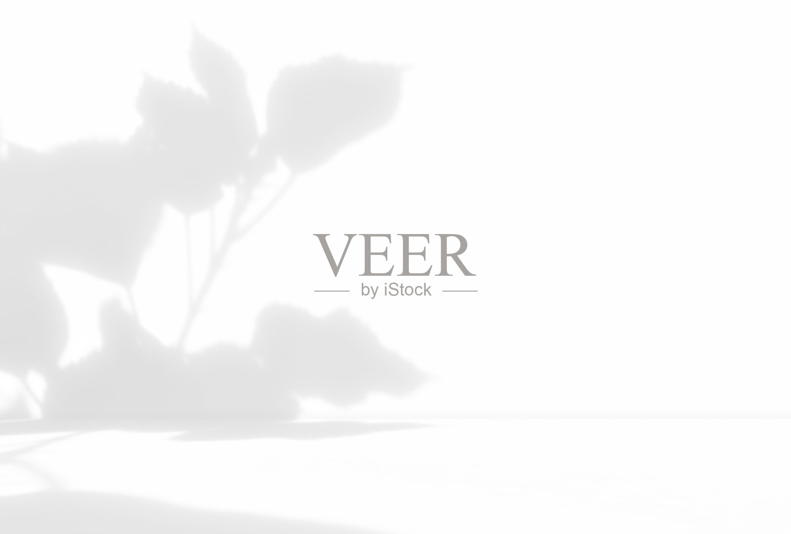 空的白色墙壁房间工作室与树叶植物的阴影为产品展示。照片摄影图片