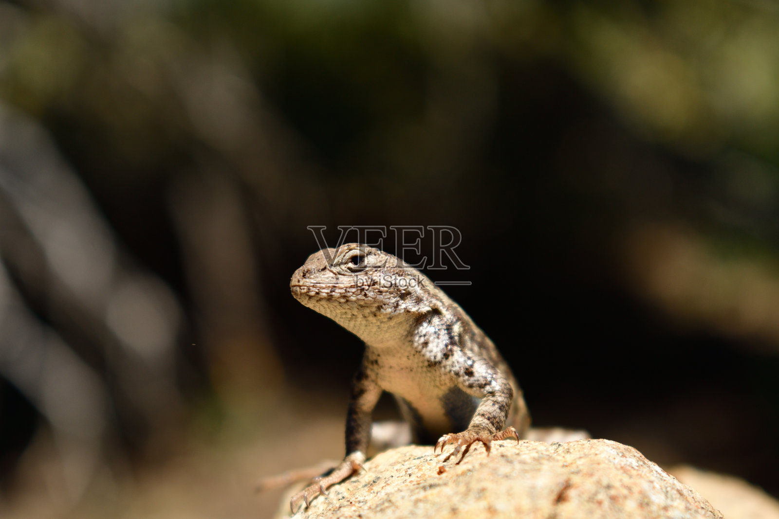 国王峡谷国家公园照片摄影图片