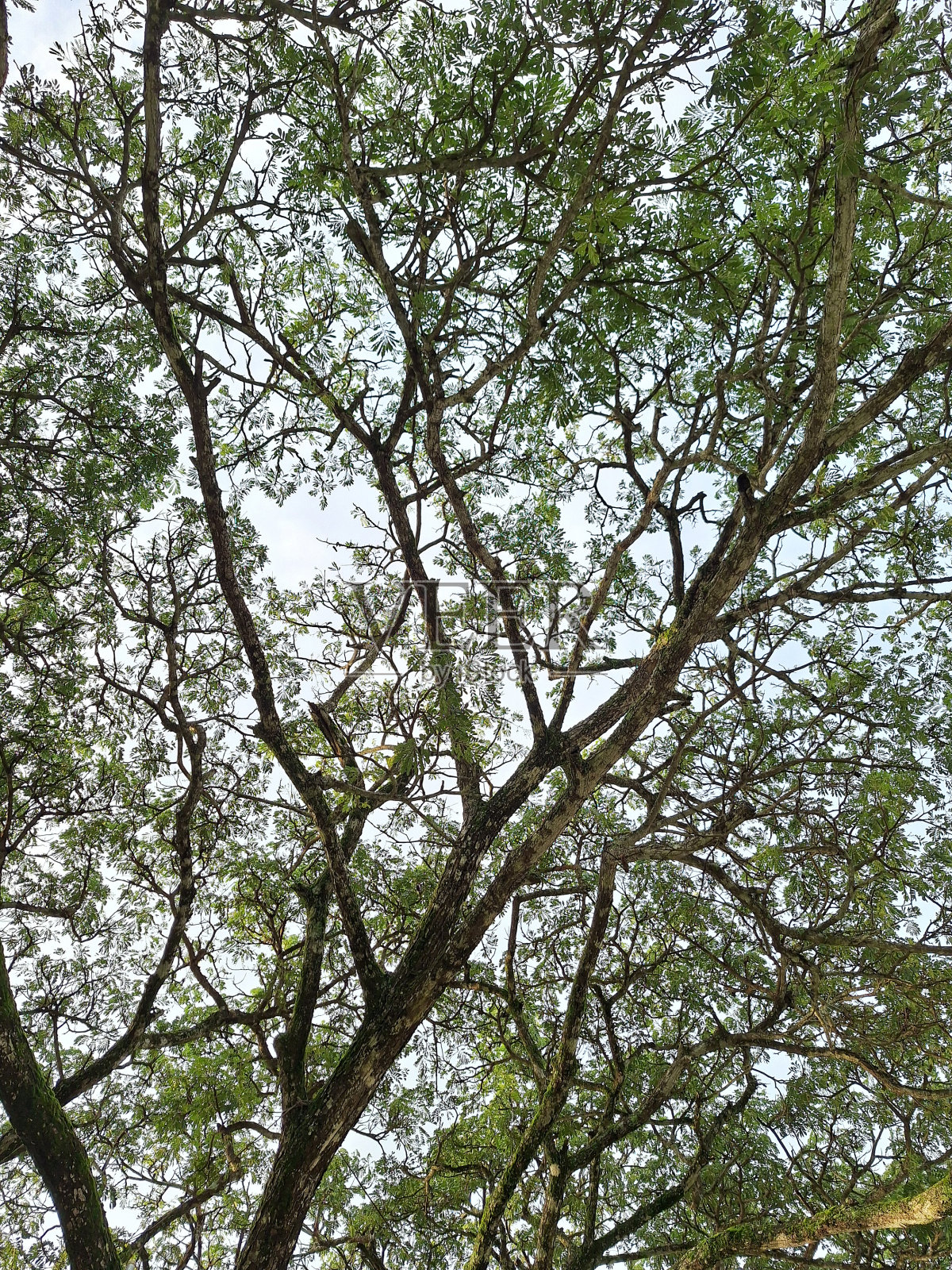 分支照片摄影图片