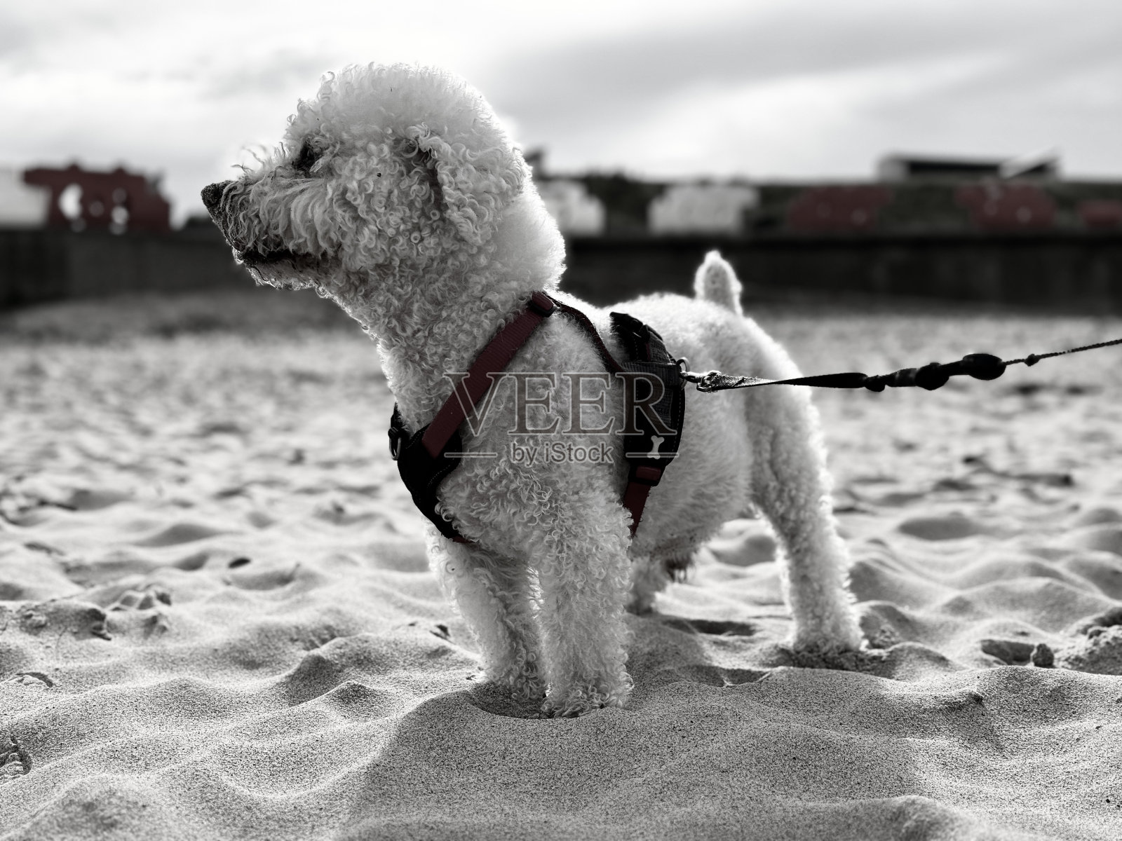 在诺森伯兰郡的海滩上,一只宠物比雄犬期待着照片摄影图片