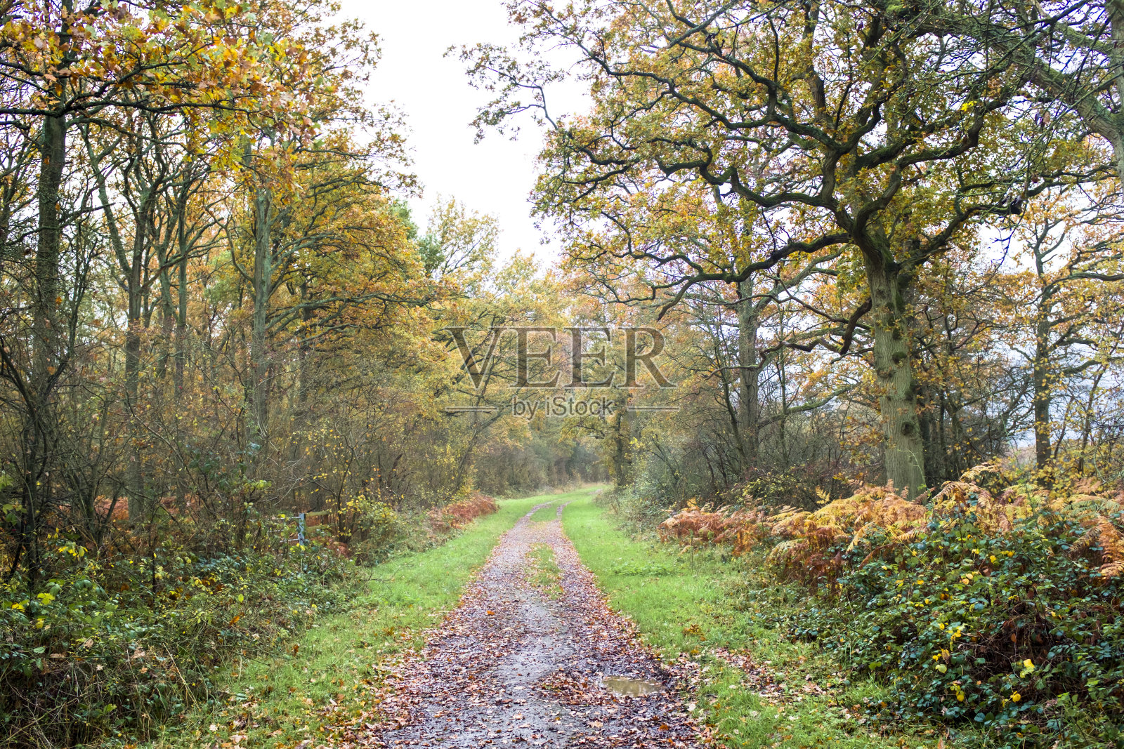 秋天的树木和穿过林地的小路,英国白金汉郡照片摄影图片