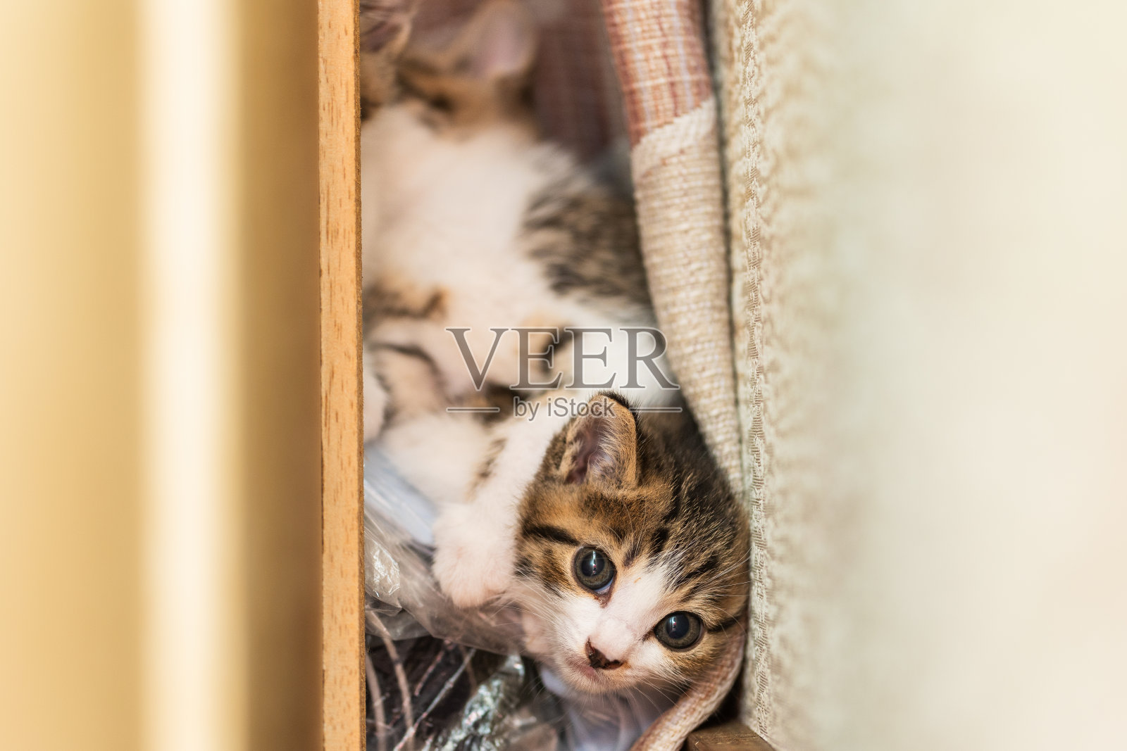 受惊的新生小猫躲在橱柜后面以求安全照片摄影图片