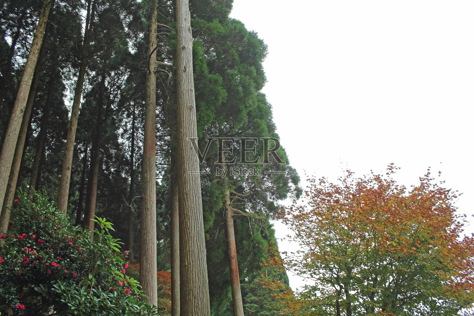 日本鹿儿岛的雾岛温泉和雪松照片摄影图片
