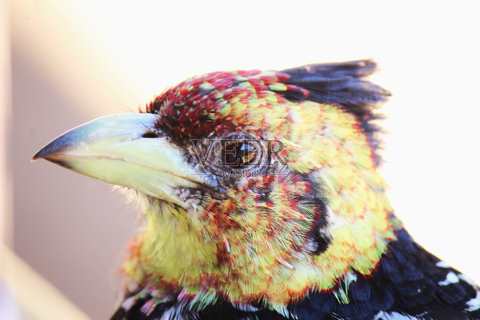 巨嘴鸟照片摄影图片