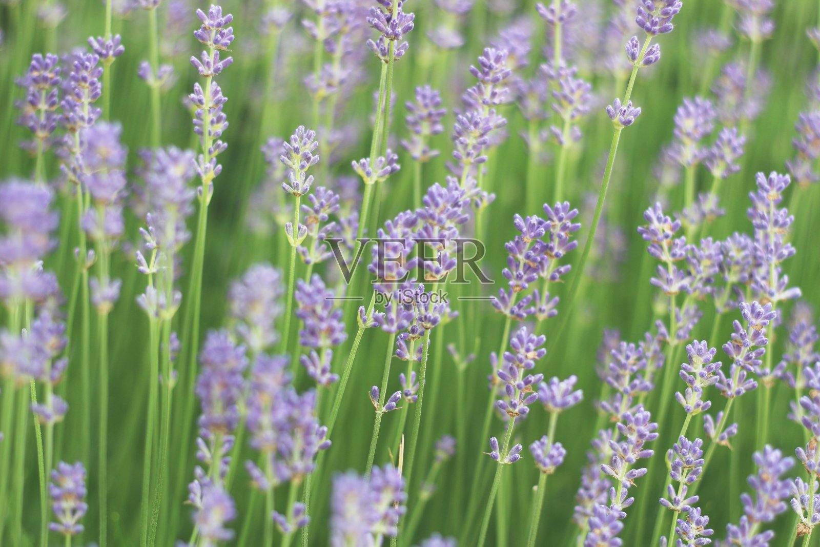 薰衣草盛开在充分的荣耀照片摄影图片