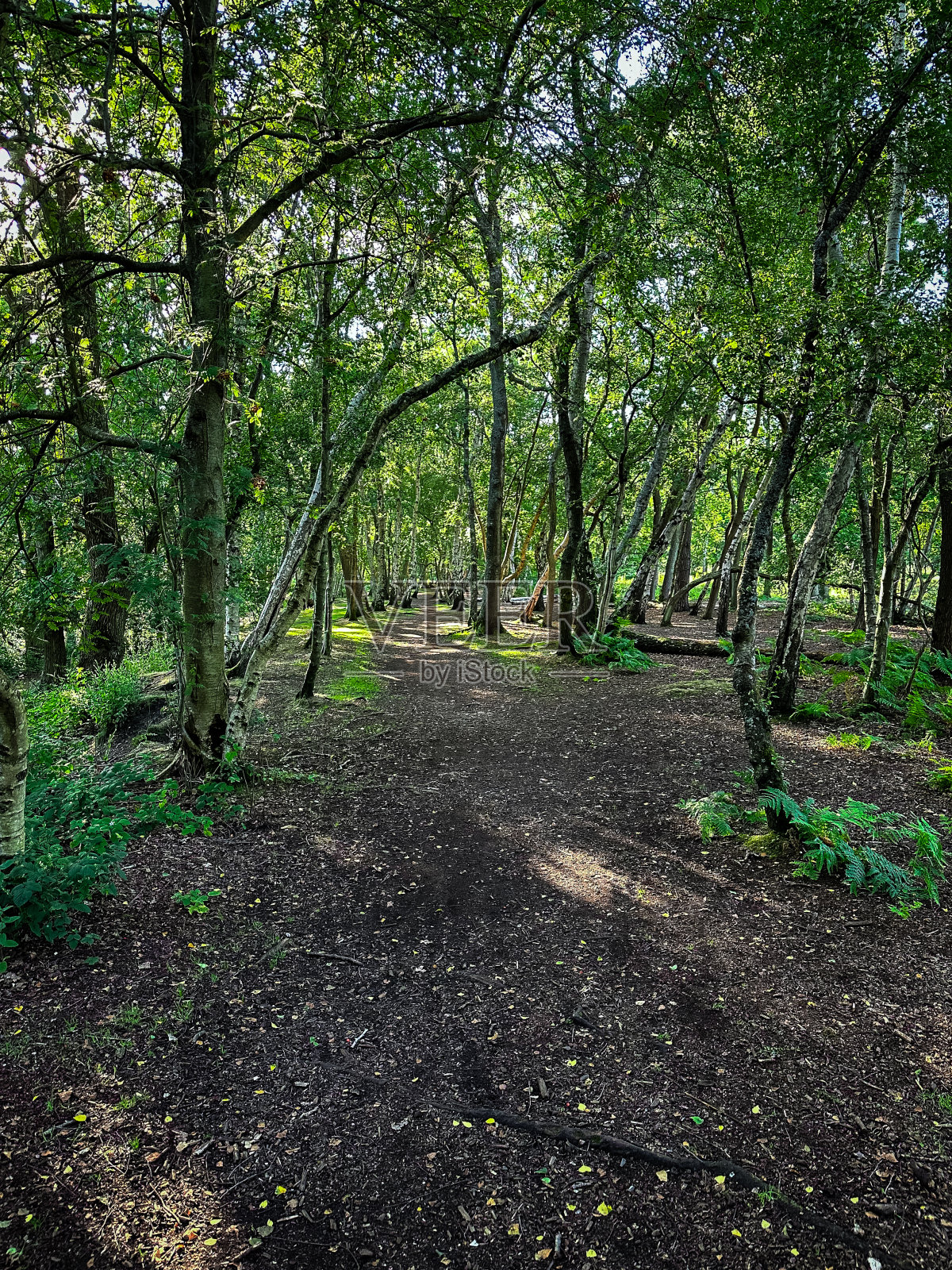 森林小径照片摄影图片