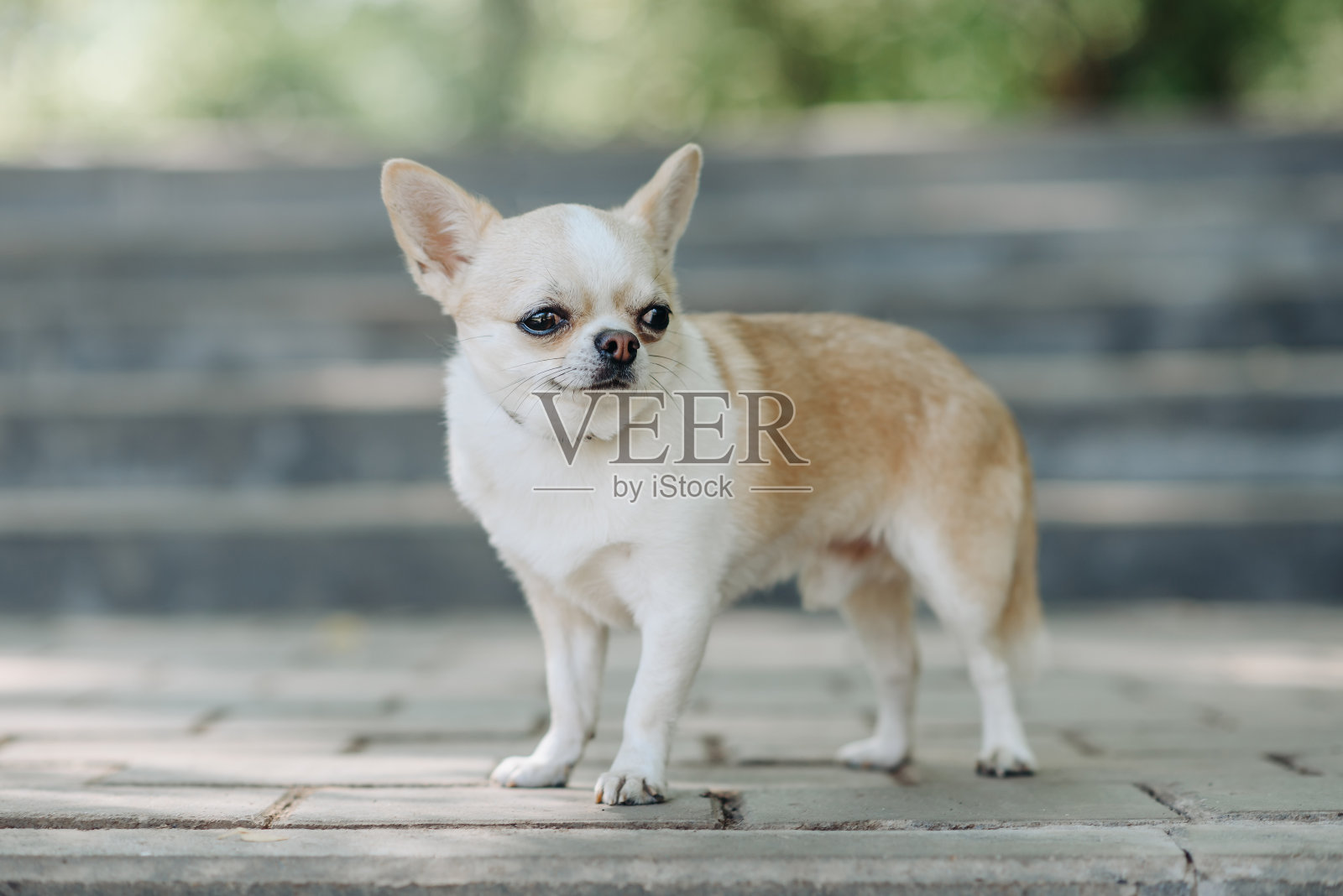 红色吉娃娃站在石阶上照片摄影图片