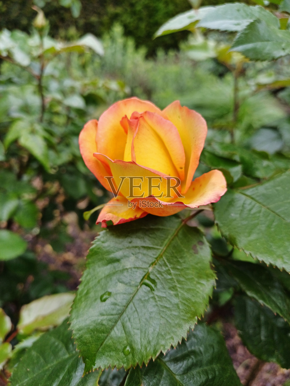 公园里一朵黄橙色的玫瑰花照片摄影图片