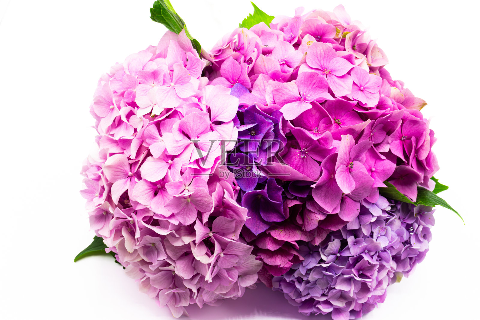 紫色绣球花也被称为马兰花在白色的背景照片摄影图片