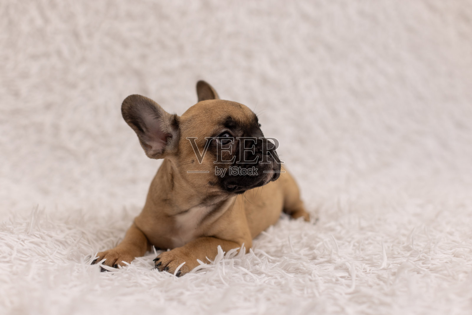 一只2个月大的法国斗牛犬照片摄影图片