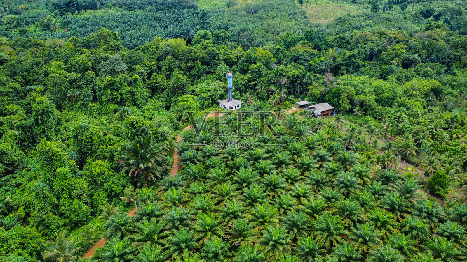 泰国丛林旁的棕榈油农场,从上面看照片摄影图片